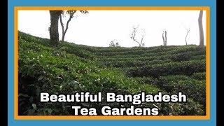 Beautiful Bangladesh Tea Garden Tour | Sylhet, Bangladesh | 13D17 Day 18C